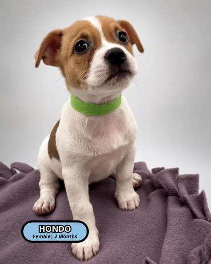Hondo