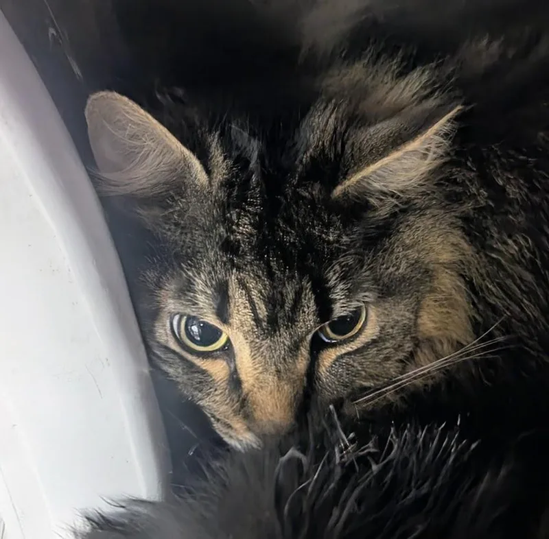 A young extra large-sized female Tabby (Brown / Chocolate) Domestic Long Hair cat named Six for adoption in Springfield, IL