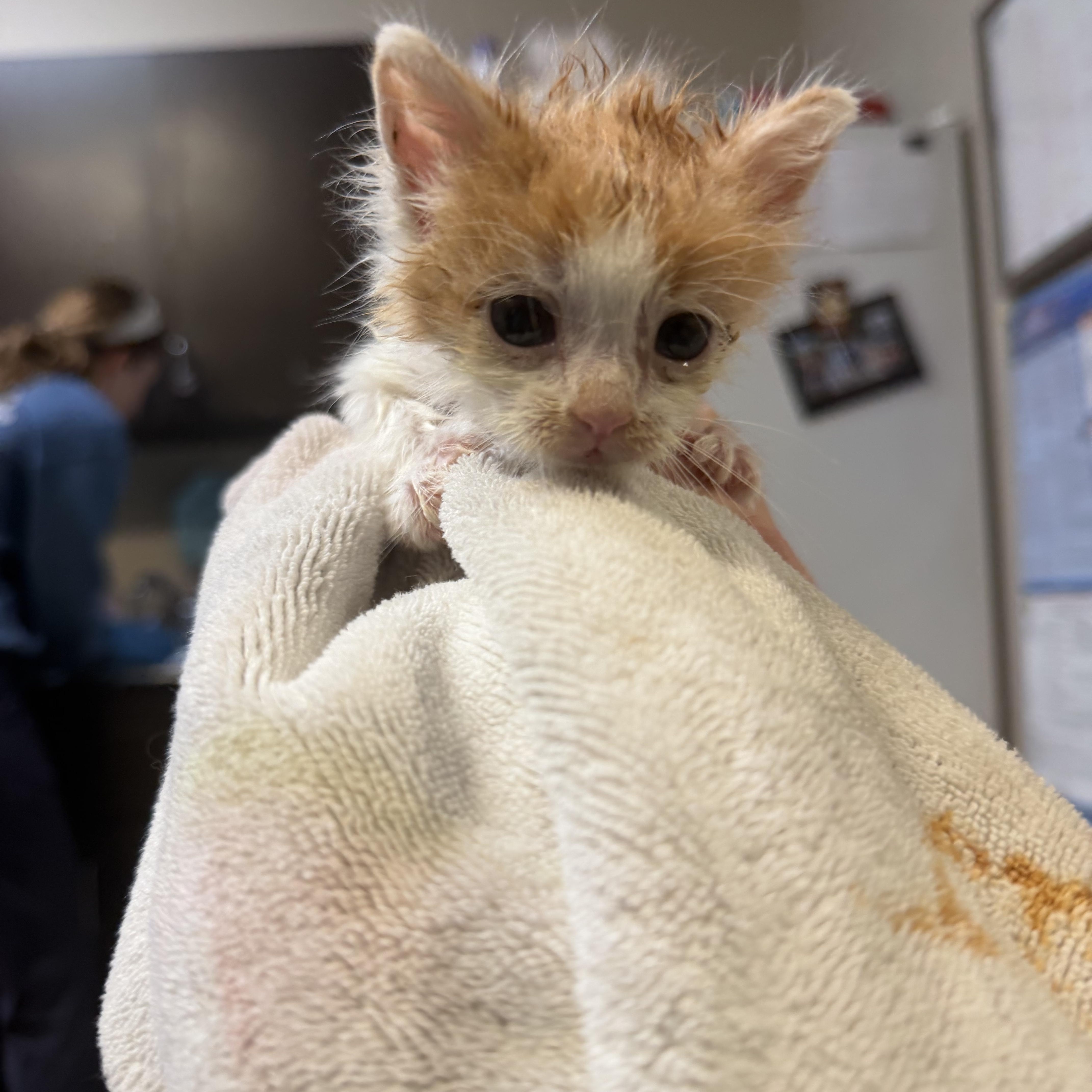 A baby small-sized male Domestic Short Hair cat named Dwayne The Rock Johnson for adoption in Birmingham, AL