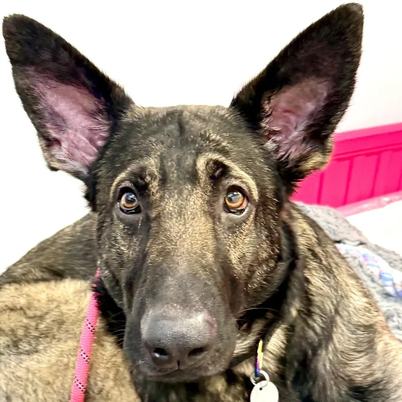 An adult large-sized male Black German Shepherd Dog dog named Broccoli for adoption in Washington Township, OH