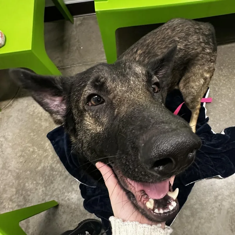 Broccoli thumbnail 2