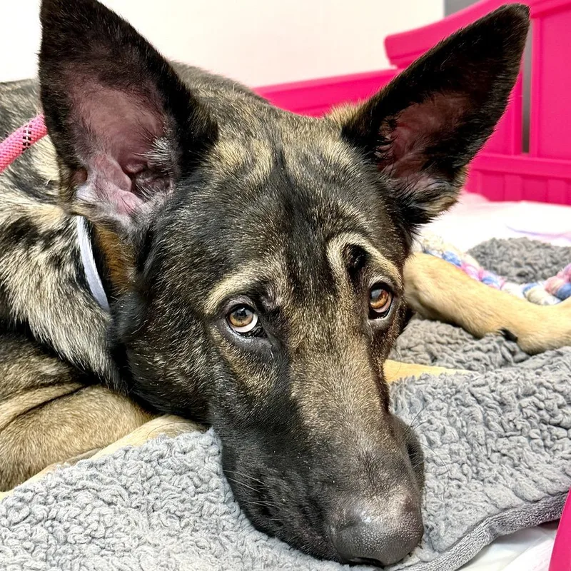 Broccoli thumbnail 3