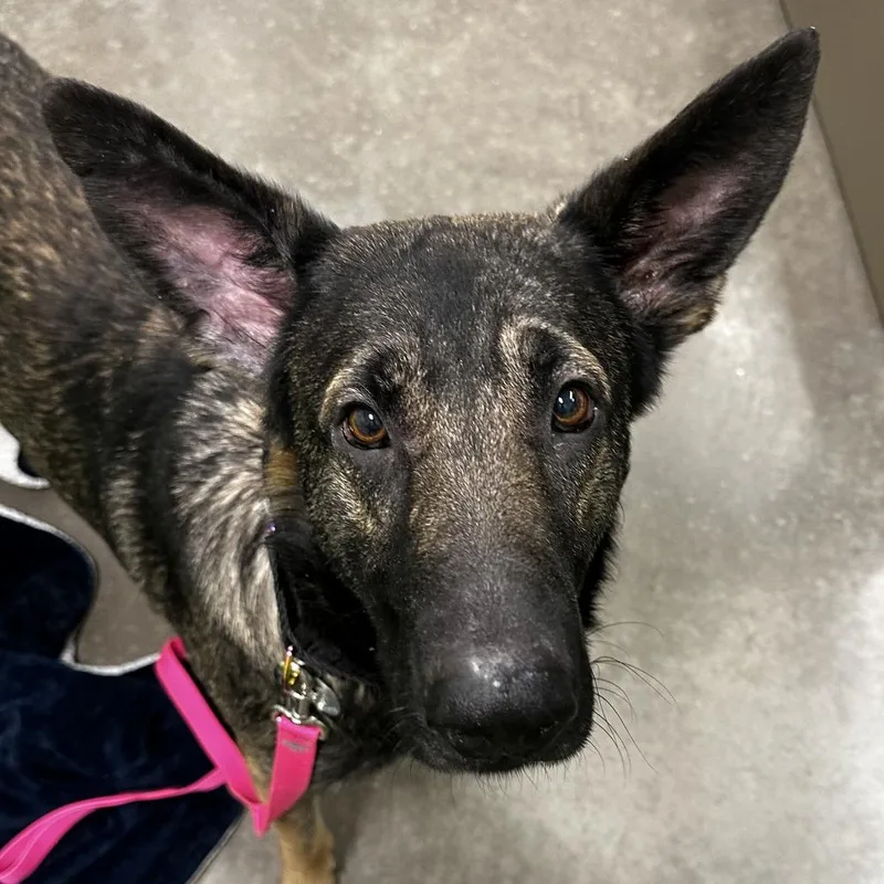 Broccoli thumbnail 4