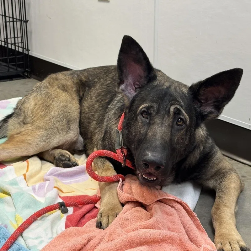 Broccoli thumbnail 5