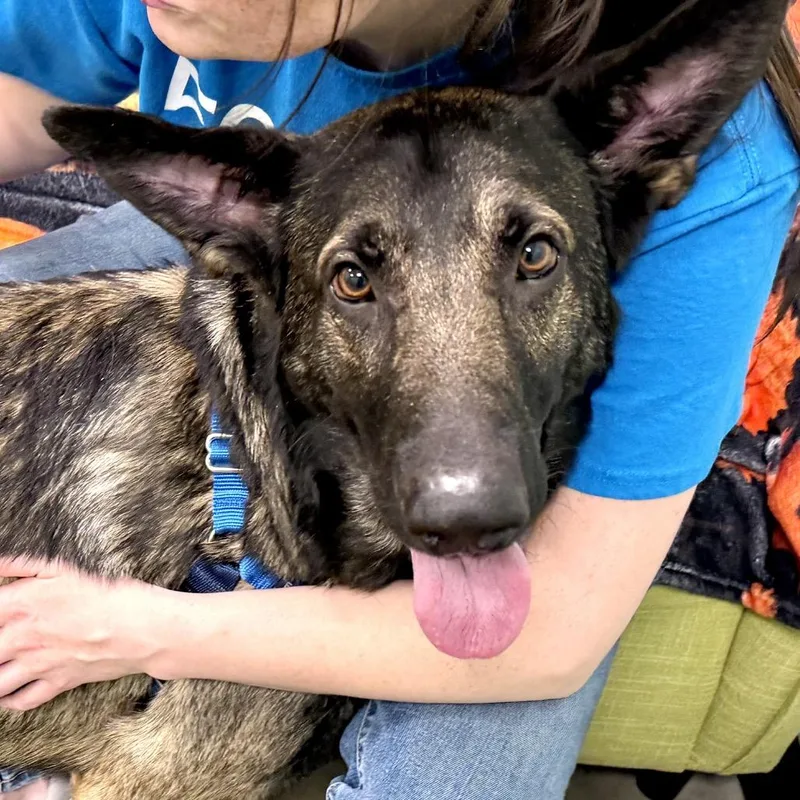 Broccoli thumbnail 6