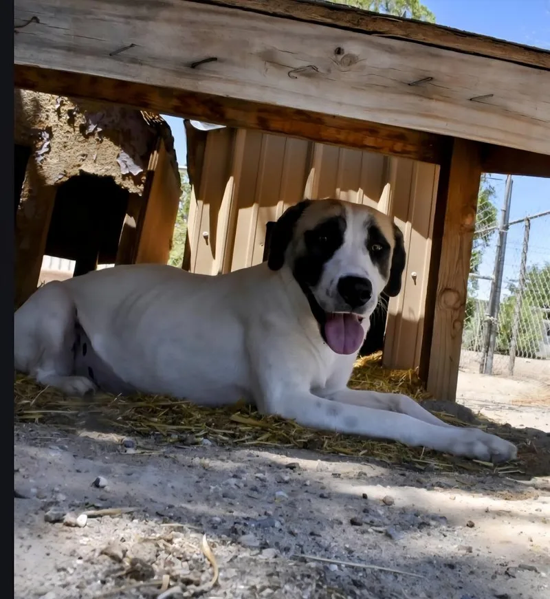 An adult large-sized female Anatolian Shepherd dog named Annie for adoption in Albuquerque, NM