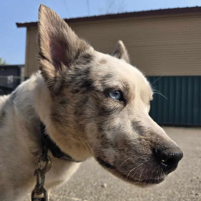 Jelly Bean thumbnail 2