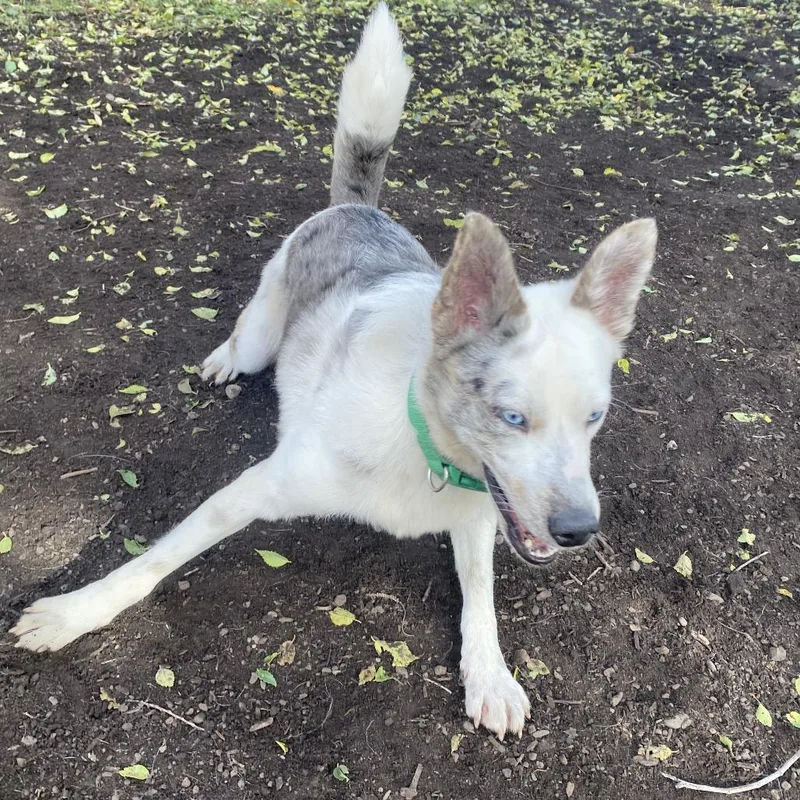 Jelly Bean thumbnail 3