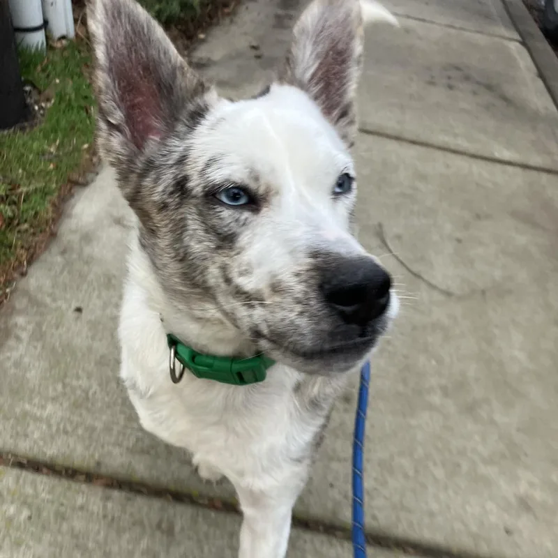 Jelly Bean thumbnail 4