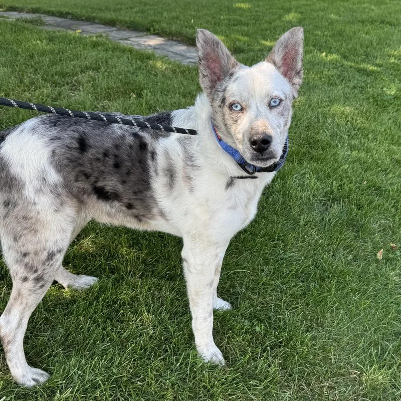 Jelly Bean thumbnail 5