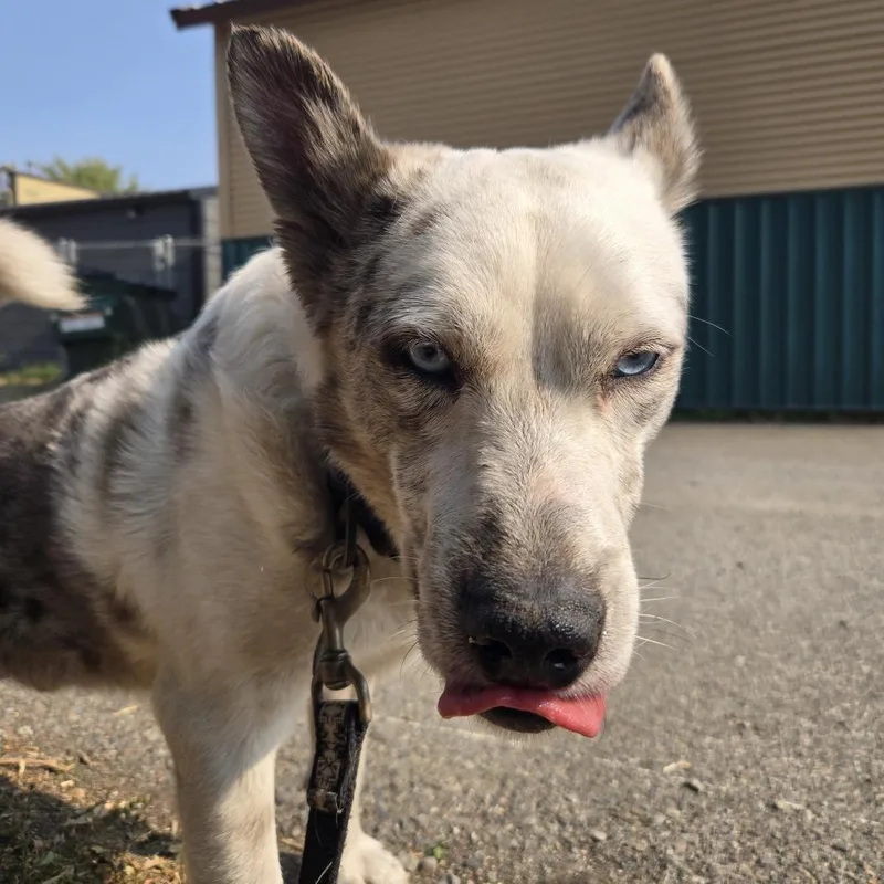 Jelly Bean thumbnail 6