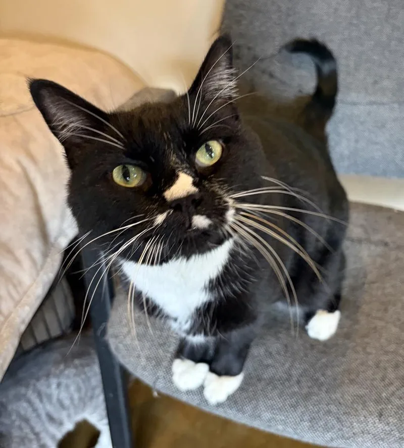 An adult medium-sized male Black & White / Tuxedo Domestic Short Hair cat named Lil Bit for adoption in Challis, ID