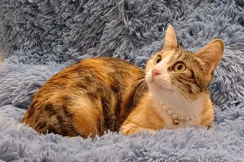 Bella