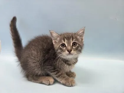 A baby small-sized male Domestic Short Hair cat named Pancake for adoption in Woodbury, MN