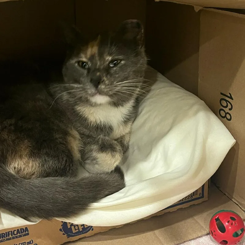 An adult medium-sized female Calico Domestic Short Hair cat named Delilah for adoption in Abingdon, MD