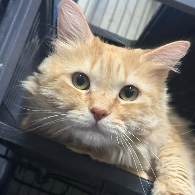 An adult small-sized male Orange / Red Domestic Long Hair cat named Zipcode for adoption in Saugerties, NY