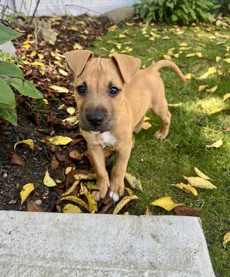 A baby large-sized male Brown / Chocolate Pit Bull Terrier dog named Henry for adoption in Greenlawn, NY