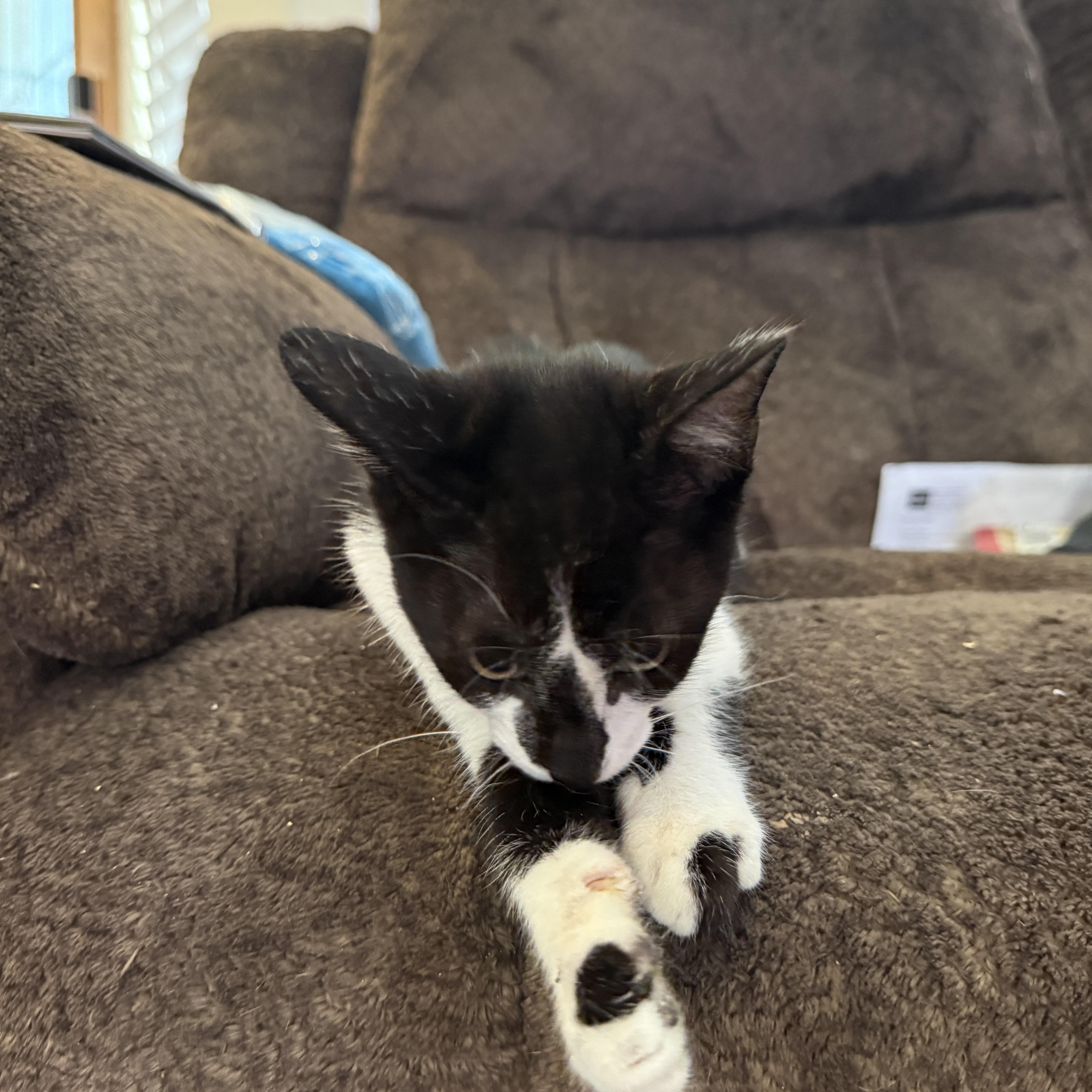 A baby medium-sized male Black & White / Tuxedo Domestic Short Hair cat named Goosh for adoption in Oceanside, CA
