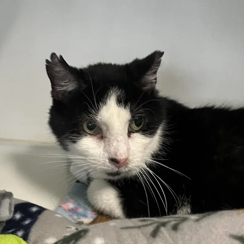 A senior medium-sized male Black Domestic Short Hair cat named Buddy for adoption in Hinsdale, IL