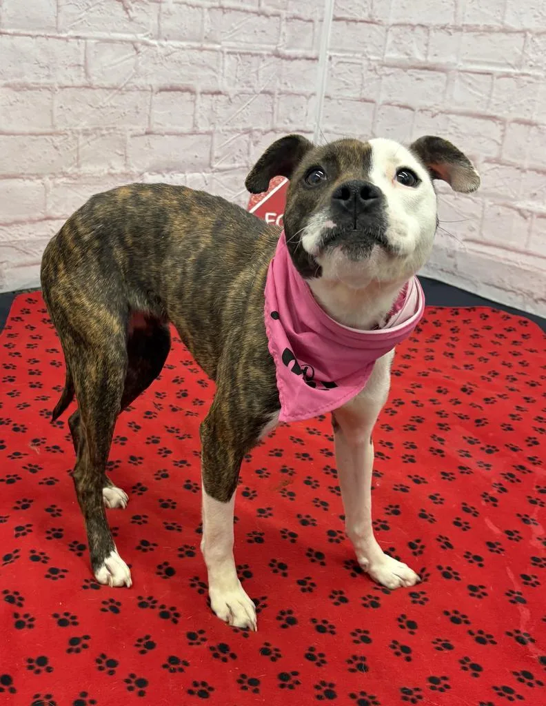 A young medium-sized female Mixed Breed dog named Dazzle for adoption in Detroit, MI