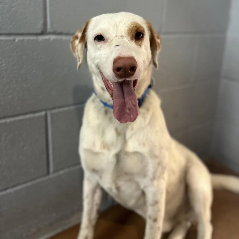 An adult large-sized male White / Cream Catahoula Leopard Dog dog named Frank for adoption in Kyle, TX