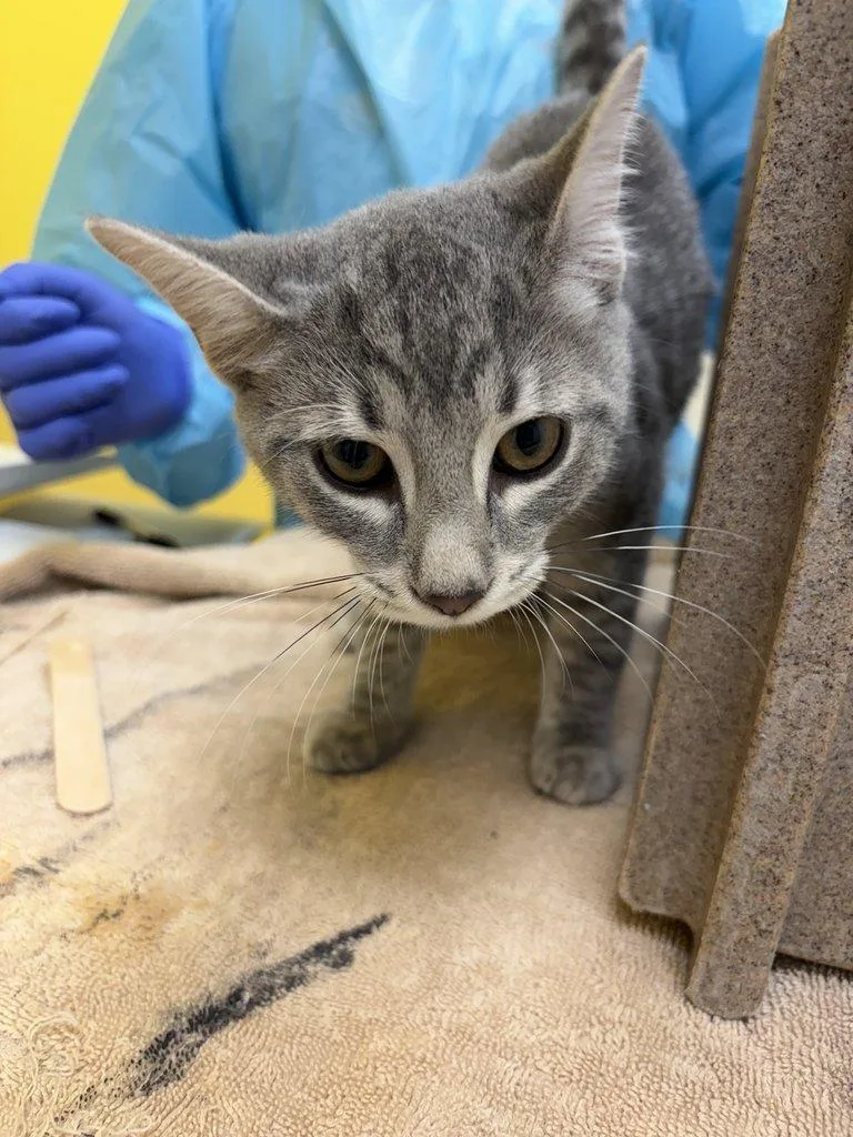 A baby small-sized male Tabby (Gray / Blue / Silver) Domestic Short Hair cat named Squeakers for adoption in Raleigh, NC