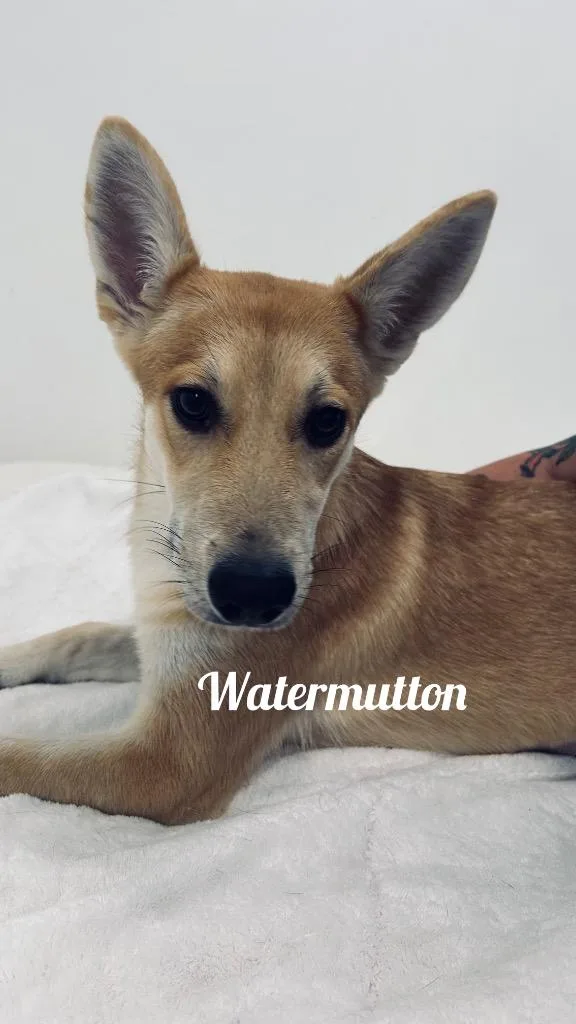 Watermutton
