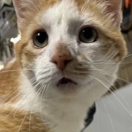 An adult medium-sized male Orange / Red Domestic Short Hair cat named Burdock for adoption in New York, NY