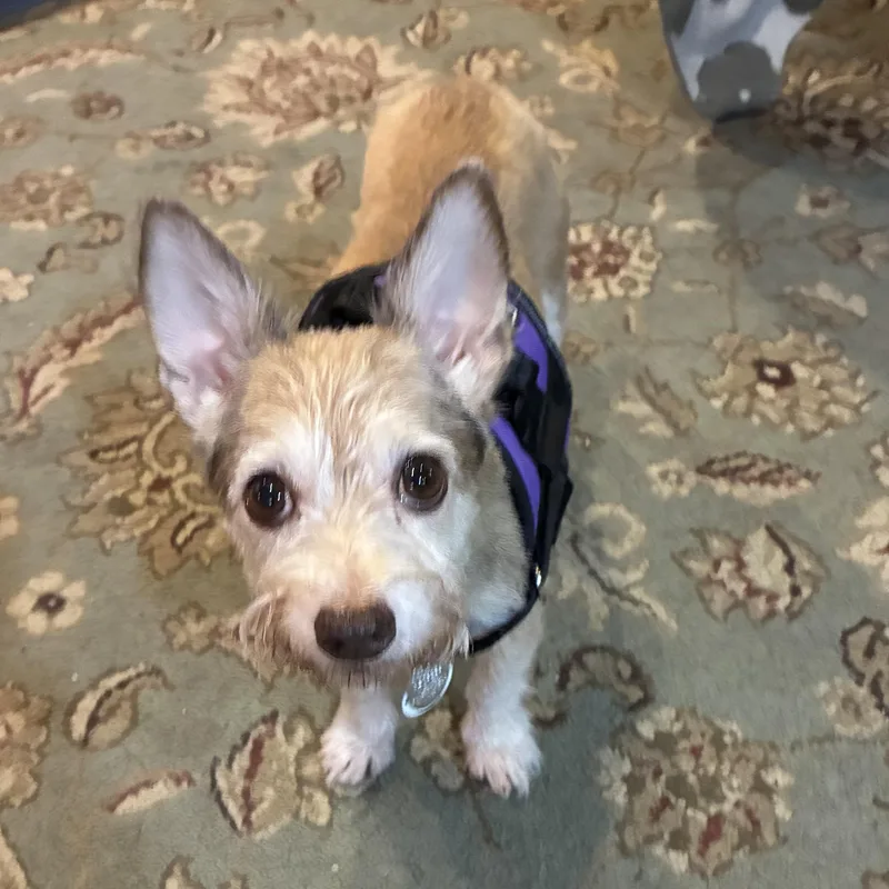 An adult small-sized male Cairn Terrier dog named Toby for adoption in Albany, NY