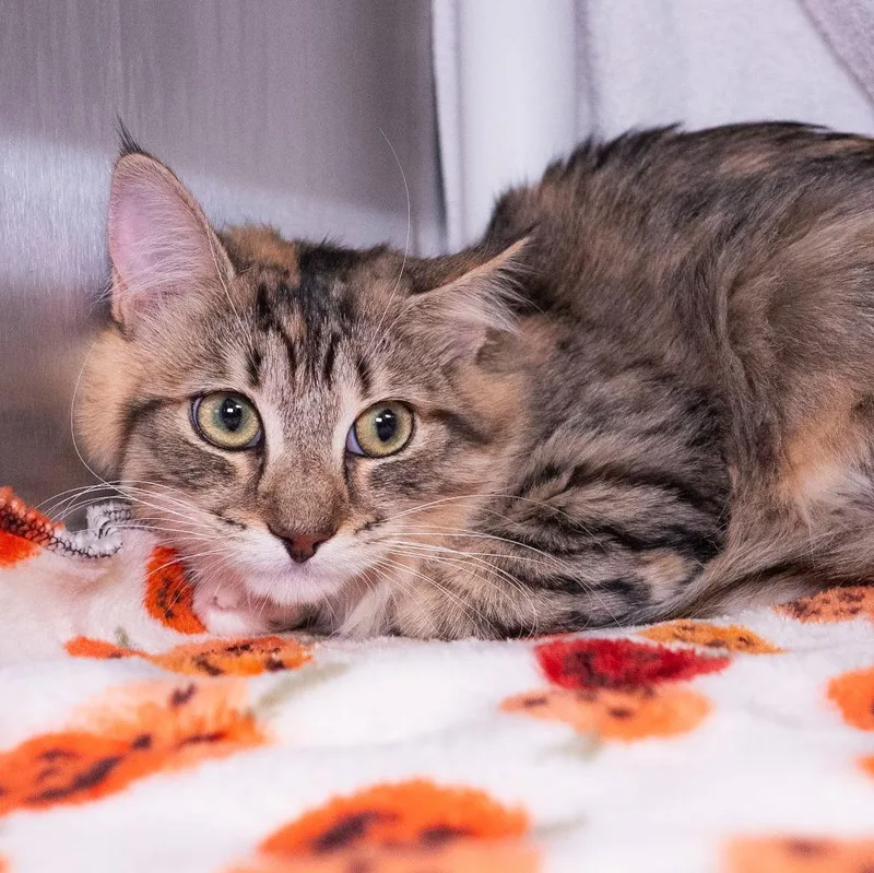 A baby medium-sized female Domestic Long Hair cat named Barbie Guava for adoption in Shoreline, WA