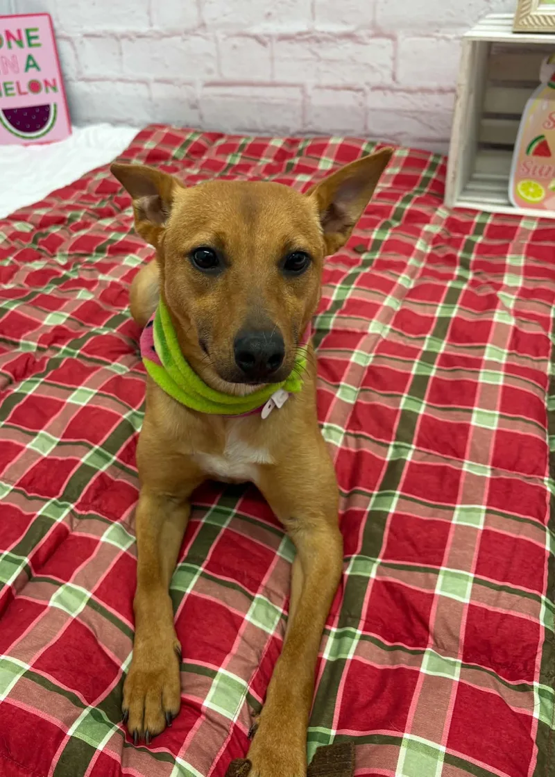 A young medium-sized female Basenji dog named Mila for adoption in Oxford, MI