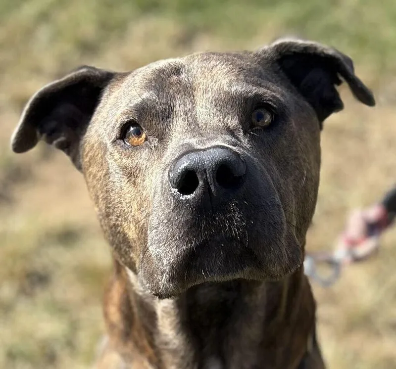 An adult large-sized male Mixed Breed dog named Bobo for adoption in Jackson, MI