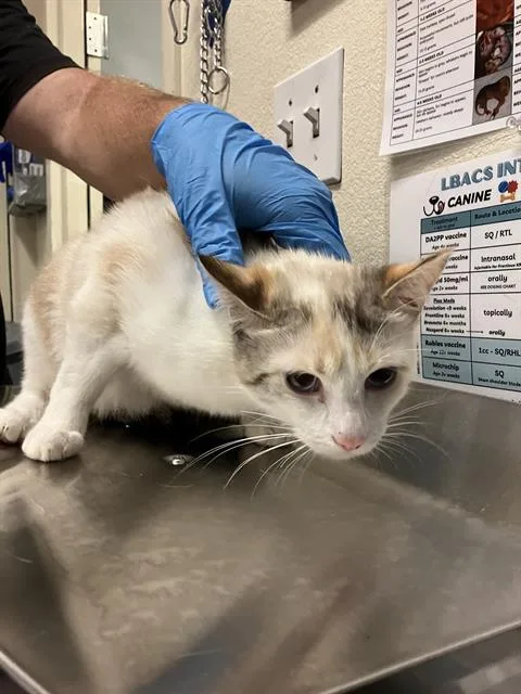 An adult medium-sized female Domestic Short Hair cat named Flower for adoption in Long Beach, CA