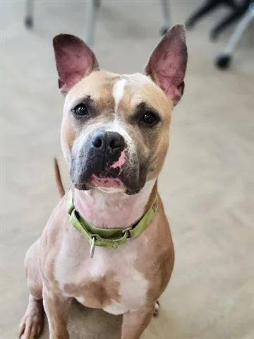 An adult medium-sized female American Staffordshire Terrier dog named Whitney Wiggles for adoption in Akron, OH