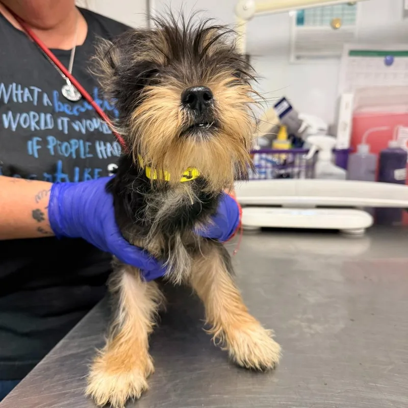 A baby small-sized female Yorkshire Terrier dog named Graham for adoption in Ewing, NJ
