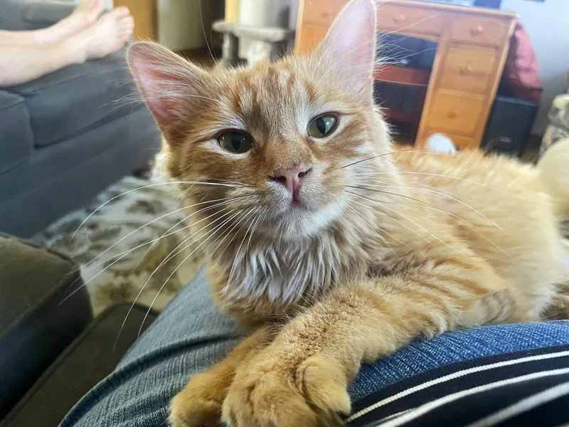 A young medium-sized female Tabby (Orange / Red) Tabby cat named Sakura for adoption in Taylor, MI