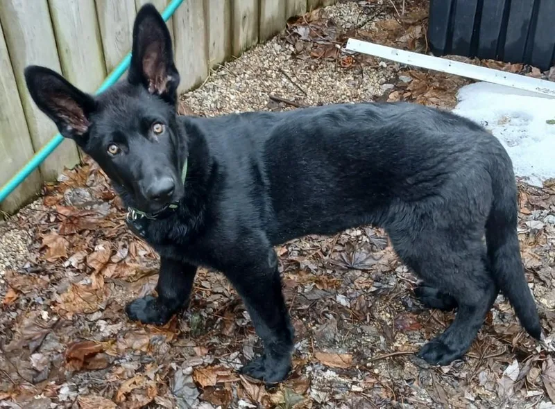 A young extra large-sized male Black German Shepherd Dog dog named Zach for adoption in New Palestine, IN