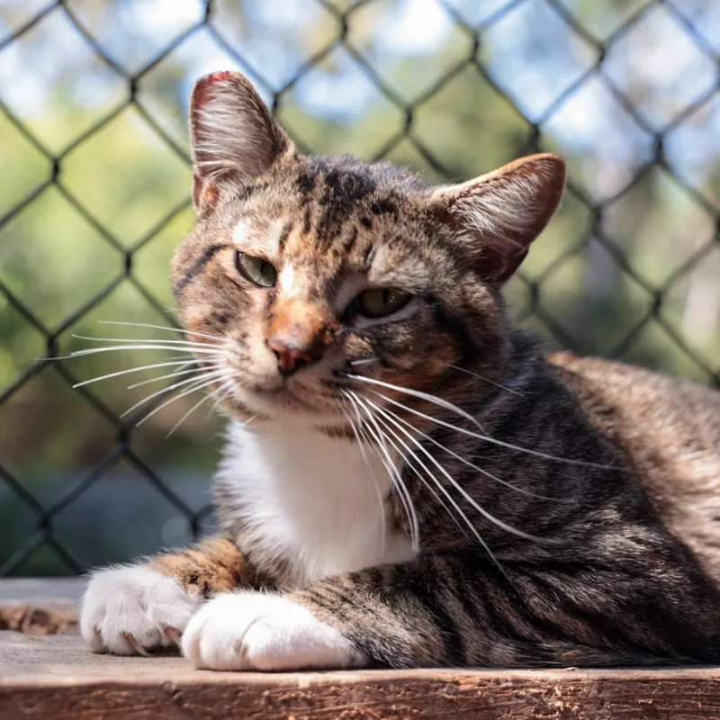 An adult large-sized male Brown / Chocolate Domestic Short Hair cat named Ghost Rider for adoption in Santa Barbara, CA