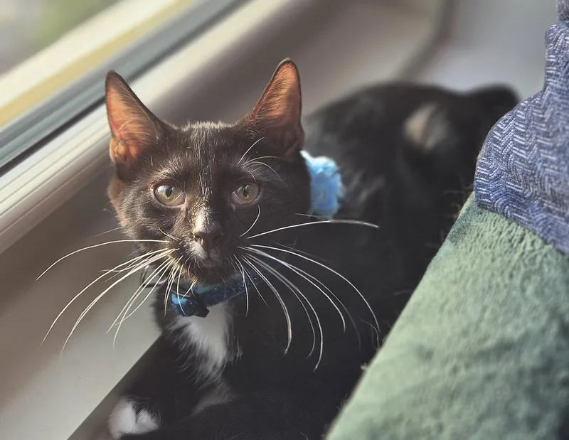 A baby medium-sized female Domestic Short Hair cat named Boba for adoption in Flushing, NY