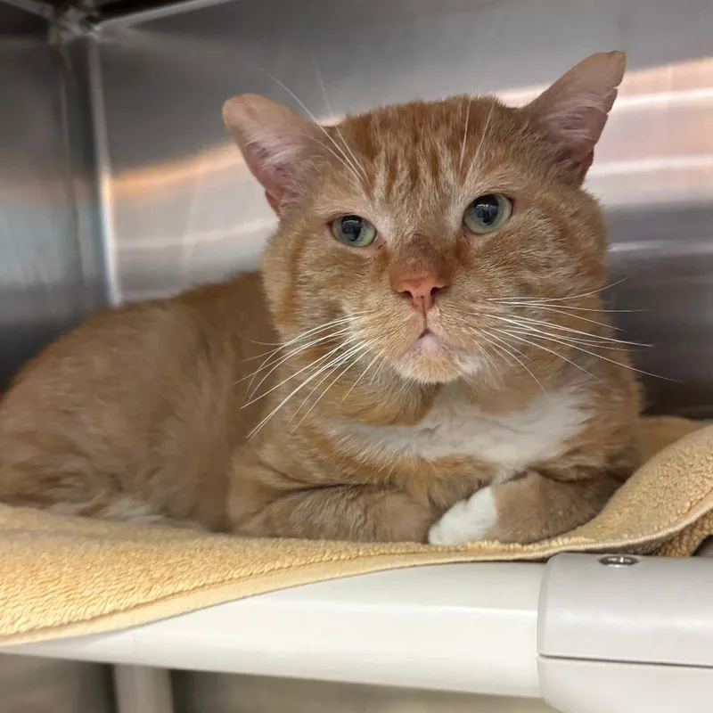 A senior large-sized male Orange / Red Domestic Short Hair cat named Simba The Lion Guard for adoption in Philadelphia, PA