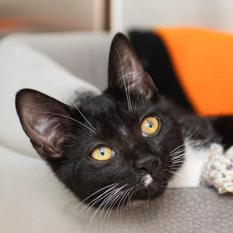 A young medium-sized female Black Domestic Short Hair cat named Inferno for adoption in Middletown, RI