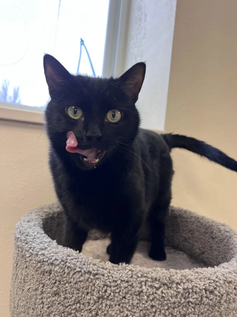 Peppermint thumbnail 2