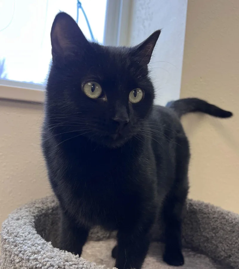 Peppermint thumbnail 3