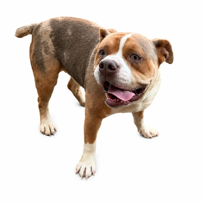 An adult medium-sized male Red / Chestnut / Orange English Bulldog dog named Beluga for adoption in Concord, NC