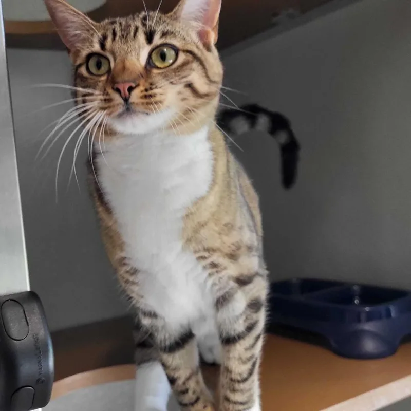 A young small-sized female Brown / Chocolate Domestic Short Hair cat named Miss Lil Girl for adoption in Chattanooga, TN