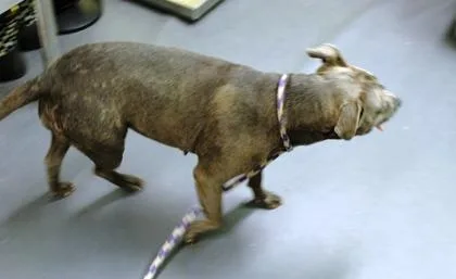 A young medium-sized female Terrier dog named Somber for adoption in Picayune, MS