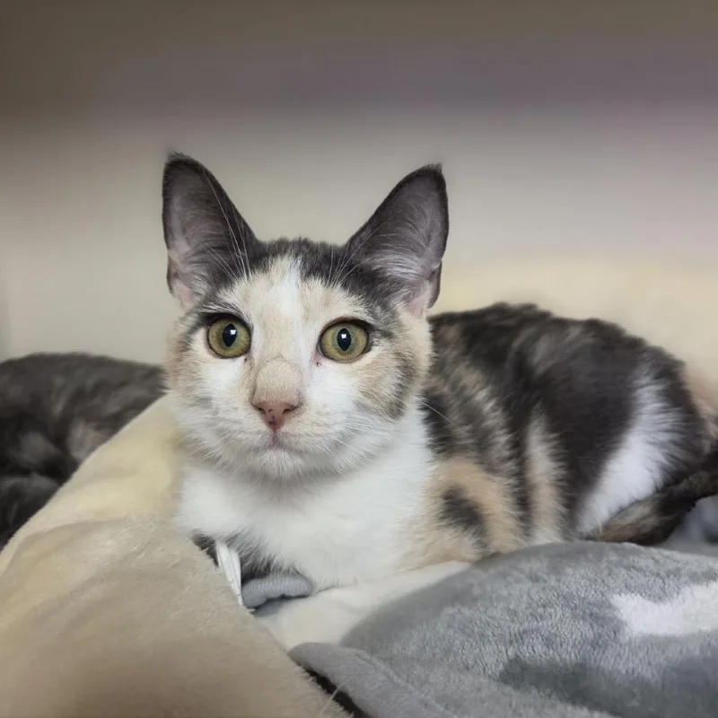 A baby small-sized female Gray / Blue / Silver Domestic Short Hair cat named Buttercup for adoption in Westhampton, NY