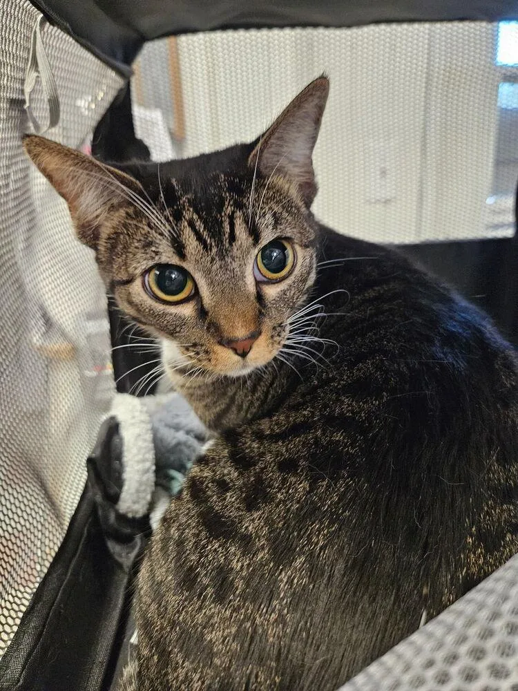 A young medium-sized female Brown / Chocolate Domestic Short Hair cat named Opal for adoption in Ontario, CA