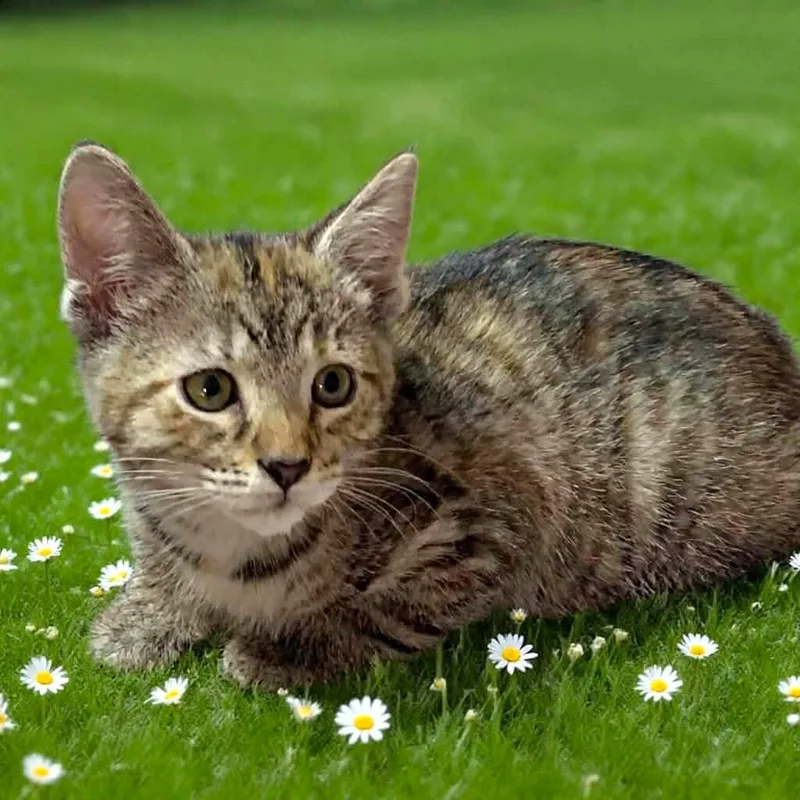 A baby small-sized female Torbie cat named Ashwini for adoption in Greensburg, PA