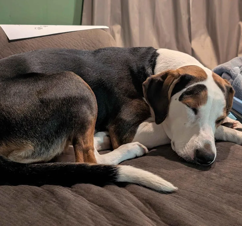 A young medium-sized female Hound dog named Mella Courtesy Listed for adoption in Midland, MI